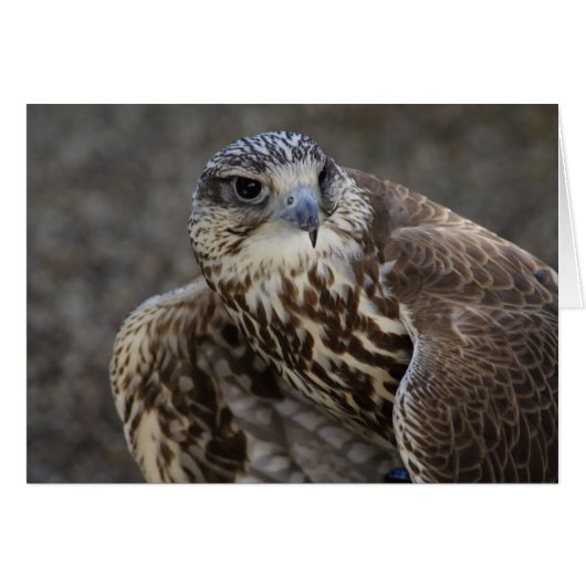 ファルコチェルグ (正面横)