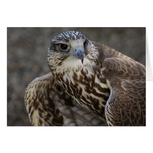 ファルコチェルグ (正面横)