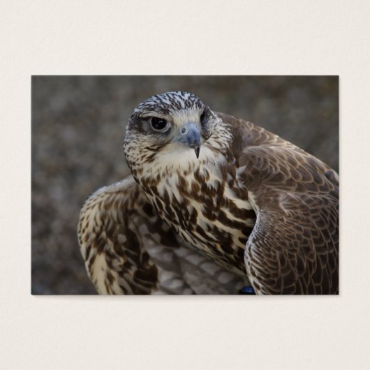 ファルコチェルグ (正面)