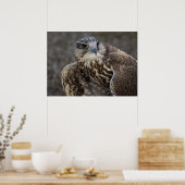 ファルコチェルグ ポスター (キッチン)