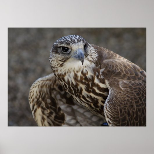 ファルコチェルグ ポスター (正面)