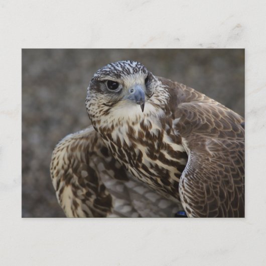 ファルコチェルグ ポストカード (正面)