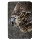 ファルコチェルグ マグネット (縦)