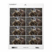 ファルコチェルグ ラベル (フルシート)