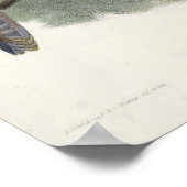 ファルコペレクリネーター(シャヒーン《鳥》ハヤブサ) ポスター (角)