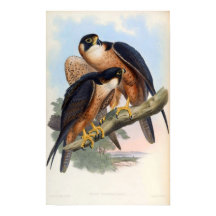 ファルコペレクリネーター(シャヒーン《鳥》ハヤブサ)