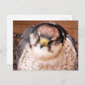 ファルコン ポストカード (正面/裏面)