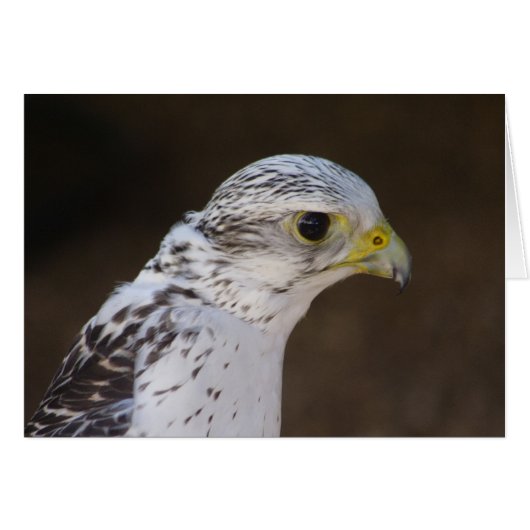 ファルコ・ラスティコルス (正面横)