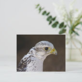 ファルコ・ラスティコルス ポストカード (スタンド正面)