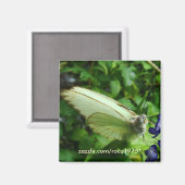 ファルフラニアビアンカ マグネット (正面/裏面)