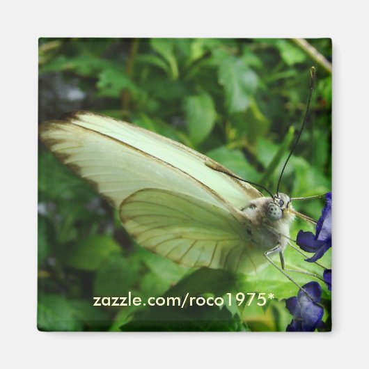 ファルフラニアビアンカ マグネット (正面)