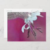 ファルベンフ ポストカード (正面/裏面)