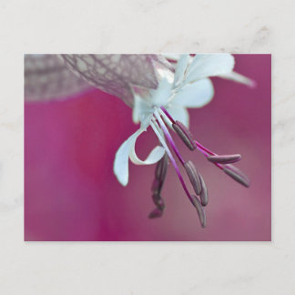 ファルベンフ ポストカード