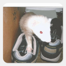 ファレットと靴