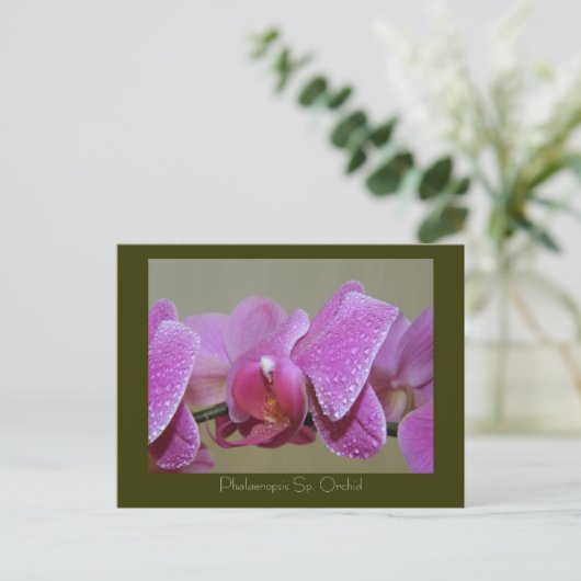 ファレノプシス(Phalaenopsis)蘭 ポストカード (スタンド正面)
