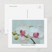 ファレノプシス(Phalaenopsis)蘭 ポストカード (正面/裏面)
