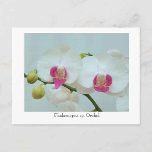 ファレノプシス(Phalaenopsis)蘭 ポストカード (正面)