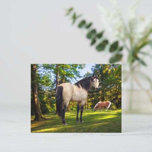 「ファロン」 ポストカード (スタンド正面)