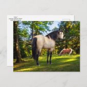 「ファロン」 ポストカード (正面/裏面)