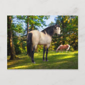 「ファロン」 ポストカード (正面)