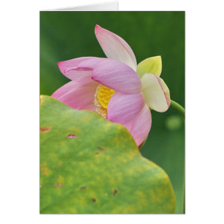 ファンのダンサー