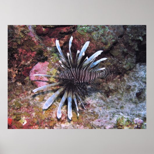 ファンアウトのフィン ポスター (正面)