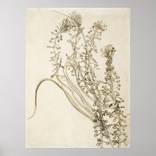 ファンゴッホ – タッセルヒアシンス ポスター (正面)