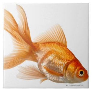 ファンシーな金魚 タイル