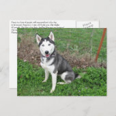 ファンシー ポストカード (正面/裏面)