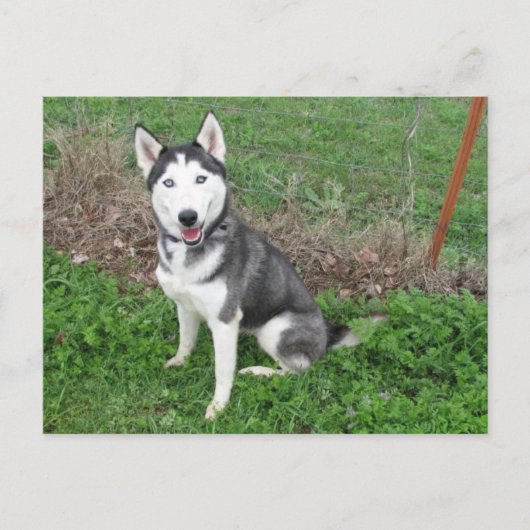 ファンシー ポストカード (正面)