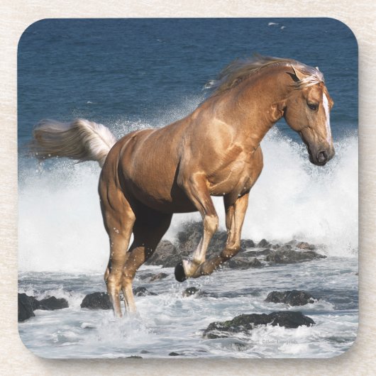 ファンタジーの馬: 夏のしぶき コースター (正面)