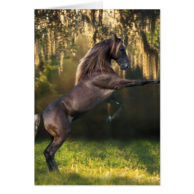 ファンタジーの馬: 戦士の王子 (正面)