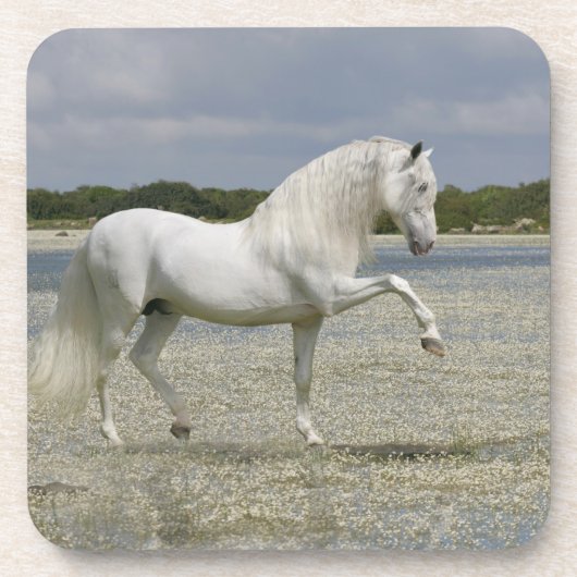 ファンタジーの馬: 湖の主 コースター (正面)