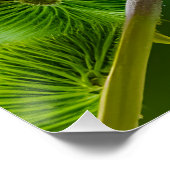 ファンタジーカラフルグールディアンフィンチ ポスター (コーナー)