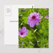 ファンタジーピンクダリア ポストカード (正面/裏面)