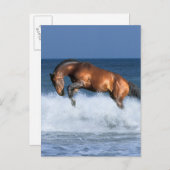 ファンタジー馬：セルフランシス&シー ポストカード (正面/裏面)