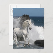 ファンタジー馬:南海 ポストカード (正面/裏面)