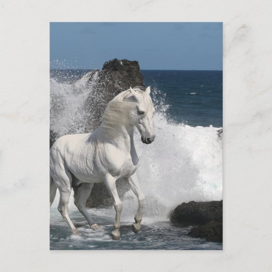 ファンタジー馬:南海 ポストカード (正面)