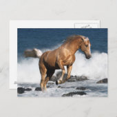 ファンタジー馬：夏のスプラッシュ ポストカード (正面/裏面)