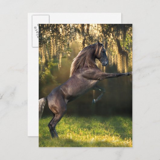 ファンタジー馬:戦士の王子 ポストカード (正面/裏面)