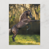 ファンタジー馬:戦士の王子 ポストカード (正面)