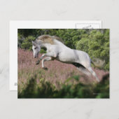 ファンタジー馬：春ギャロップ ポストカード (正面/裏面)