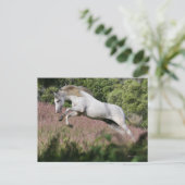 ファンタジー馬：春ギャロップ ポストカード (スタンド正面)