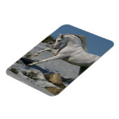 ファンタジー馬:雪王 マグネット (左側)