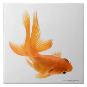 ファンテールの金魚(フナのauratus) 2 タイル