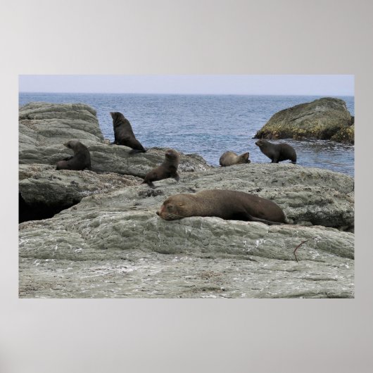 ファーシールファミリ ポスター (正面)