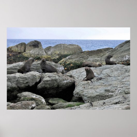 ファーシール集団 ポスター (正面)