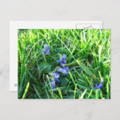 ファースト春スミレ ポストカード (正面/裏面)