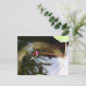 ファースト・サイト/出芽ロータス ポストカード (スタンド正面)