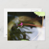 ファースト・サイト/出芽ロータス ポストカード (正面/裏面)